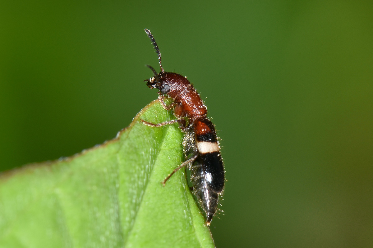 Cleridae?  S,  Denops albofasciatus